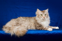 Порода кошек Ла-Перм: описание и особенности ухода